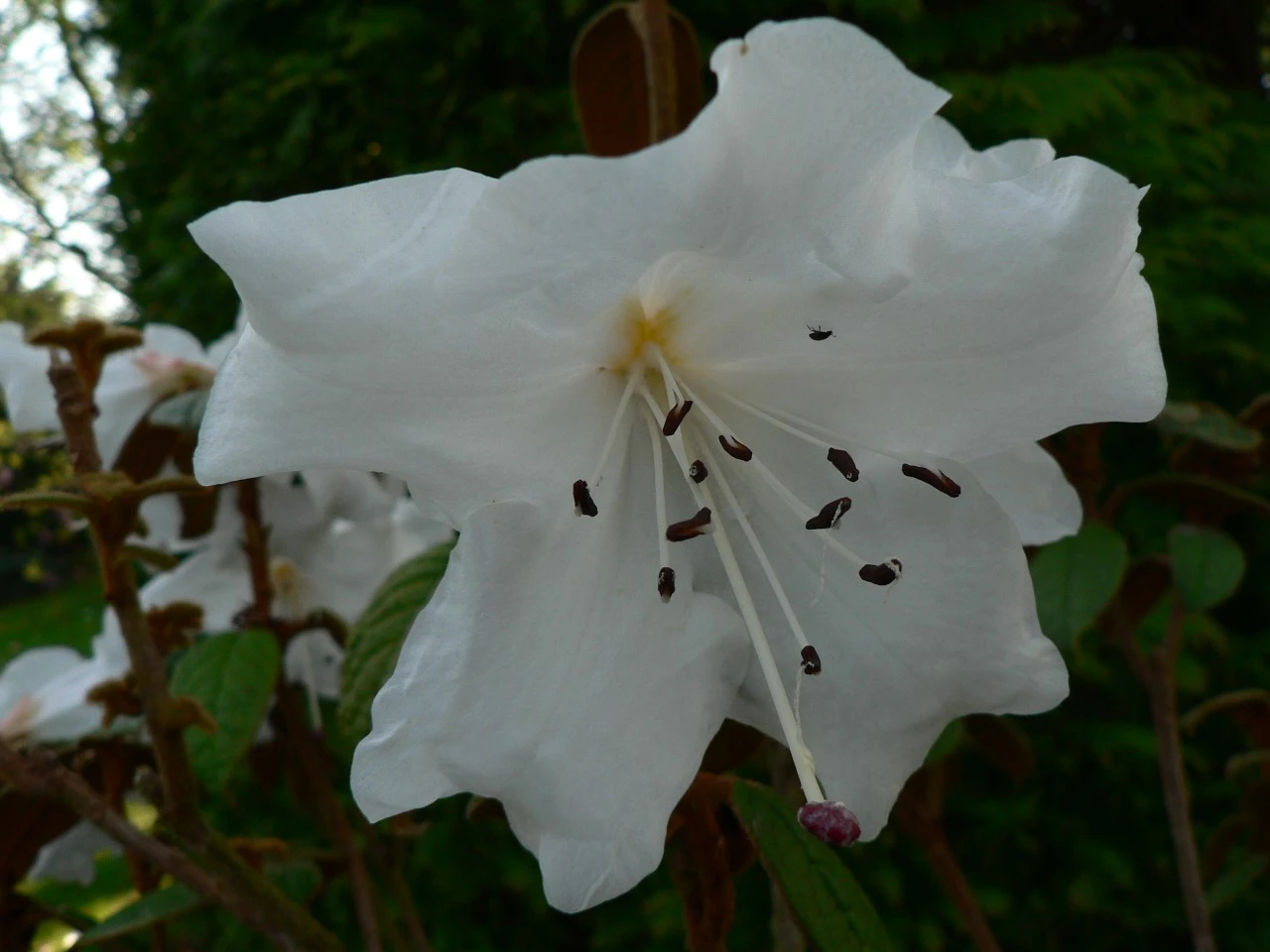 R. edgeworthii AGM